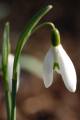 Galanthus nivalis - sněženka podsněžník - květ - 11.2.2007 - Lanžhot (BV) - soukromá zahrada