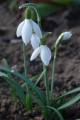 Galanthus nivalis - sněženka podsněžník - celá rostlina - 17.2.2007 - Lanžhot (BV) - soukromá zahrada