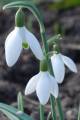 Galanthus nivalis - sněženka podsněžník - květ - 17.2.2007 - Lanžhot (BV) - soukromá zahrada