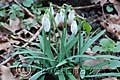 Galanthus nivalis - sněženka podsněžník - celá rostlina - 17.3.2007 - Lanžhot (BV) - Kazůbek