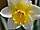 Narcissus 'Smiling Sun' narcis 'Smiling Sun'