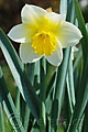 Narcissus Smiling Sun - narcis Smiling Sun - celá rostlina - 13.4.2007 - Lanžhot (BV) - soukromá zahrada