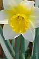 Narcissus Smiling Sun - narcis Smiling Sun - květ - 13.4.2007 - Lanžhot (BV) - soukromá zahrada