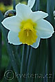 Narcissus Smiling Sun - narcis Smiling Sun - květ - 18.4.2007 - Lanžhot (BV) - soukromá zahrada