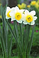 Narcissus Smiling Sun - narcis Smiling Sun - celá rostlina - 18.4.2007 - Lanžhot (BV) - soukromá zahrada