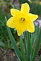 Narcissus Dutch Master - narcis Dutch Master - květ - 29.3.2008 - Lanžhot (BV) - soukromá zahrada