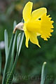 Narcissus Dutch Master - narcis Dutch Master - květ - 29.3.2008 - Lanžhot (BV) - soukromá zahrada