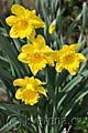 Narcissus Dutch Master - narcis Dutch Master - celá rostlina - 2.4.2011 - Lanžhot (BV) - soukromá zahrada