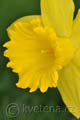 Narcissus Dutch Master - narcis Dutch Master - květ - 2.4.2011 - Lanžhot (BV) - soukromá zahrada