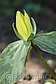 Trillium luteum - trojčet - celá rostlina - 20.4.2009 - Lanžhot (BV) - soukromá zahrada