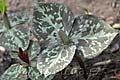Trillium cuneatum - trojčet - celá rostlina - 2.4.2011 - Lanžhot (BV) - soukromá zahrada