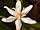 Scilla bifolia var. rosea ladoňka dvoulistá růžová