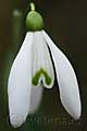 Galanthus nivalis - sněženka podsněžník - květ - 17.3.2007 - Lanžhot (BV) - Kazůbek