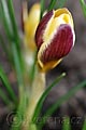 Crocus chrysanthus Herald - šafrán Herald - květ - 2.3.2008 - Lanžhot (BV) - soukromá zahrada