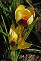 Crocus chrysanthus Herald - šafrán Herald - květ - 8.3.2008 - Lanžhot (BV) - soukromá zahrada