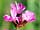 Dianthus armeria hvozdník svazčitý
