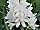Puschkinia libanotica var. alba puškinie