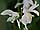 Scilla siberica var. alba ladoňka sibiřská bílá