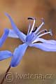 Scilla drunensis - ladoňka rakouská - květ - 18.3.2012 - Lanžhot (BV) - Okraj lesa u louky Březová