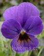 Viola ×cornuta Twix®F1 Blue with Eye - violka ×cornuta Twix®F1 Blue with Eye - květ - 7.10.2006 - Lanžhot (BV) - soukromá zahrada