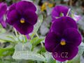 Viola ×cornuta Twix®F1 Bronze Blue - violka ×cornuta Twix®F1 Bronze Blue - květ - 7.10.2006 - Lanžhot (BV) - soukromá zahrada