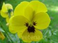 Viola ×cornuta Twix®F1 Yellow with Eye - violka ×cornuta Twix®F1 Yellow with Eye - květ - 7.10.2006 - Lanžhot (BV) - soukromá zahrada