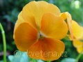 Viola ×cornuta Twix®F1 Orange - violka ×cornuta Twix®F1 Orange - květ - 7.10.2006 - Lanžhot (BV) - soukromá zahrada