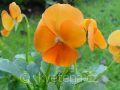 Viola ×cornuta Twix®F1 Orange - violka ×cornuta Twix®F1 Orange - květ - 7.10.2006 - Lanžhot (BV) - soukromá zahrada
