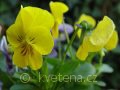Viola ×cornuta Twix®F1 Primrose - violka ×cornuta Twix®F1 Primrose - květ - 7.10.2006 - Lanžhot (BV) - soukromá zahrada