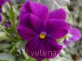 Viola ×cornuta Twix®F1 Violet - violka ×cornuta Twix®F1 Violet - květ - 7.10.2006 - Lanžhot (BV) - soukromá zahrada