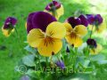Viola ×cornuta Twix®F1 Yellow Purple Wing - violka ×cornuta Twix®F1 Yellow Purple Wing - květ - 7.10.2006 - Lanžhot (BV) - soukromá zahrada
