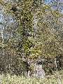 Ulmus laevis - jilm vaz - celá rostlina - 28.10.2003 - Lanžhot (BV) - louka u zámečku Lány
