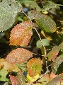 Ulmus laevis - jilm vaz - list podzimní zbarvení - 12.10.2003 - Lanžhot (BV) - okraj louky u zámečku Lány