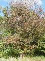 Ulmus laevis - jilm vaz - celá rostlina podzimní zbarvení - 12.10.2003 - Lanžhot (BV) - okraj louky u zámečku Lány