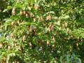 Ostrya carpinifolia - habrovec habrolistý - větev - 12.8.2004 - Lednice (BV) - zámecký park