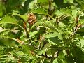 Fagus sylvatica Asplenifolia - buk obecný Asplenifolia - plod - 18.9.2004 - Lednice (BV) - zámecký park