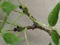 Fraxinus angustifolia - jasan úzkolistý - pupen - 18.8.2003 - Lanžhot (BV) - okraj louky u zámečku Lány