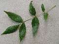 Fraxinus angustifolia - jasan úzkolistý - list - 18.8.2003 - Lanžhot (BV) - okraj louky u zámečku Lány