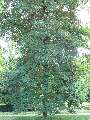 Acer pseudoplatanus Atropurpureum - javor horský Atropurpureum - celá rostlina - 6.9.2003 - Lednice (BV) - zámecká zahrada