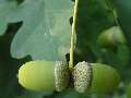 Quercus robur - dub letní - plod - 1.8.2003 - Lednice (BV) - zámecká zahrada