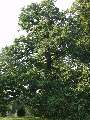 Quercus robur - dub letní - celá rostlina - 1.8.2003 - Lednice (BV) - zámecká zahrada