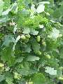 Quercus robur - dub letní - větev - 1.8.2003 - Lednice (BV) - zámecká zahrada