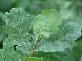 Quercus robur - dub letní - list - 1.8.2003 - Lednice (BV) - zámecká zahrada