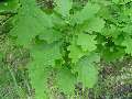 Quercus robur - dub letní - větev - 9.5.2003 - Lanžhot (BV) - okraj lesa u vojenské roty Lány