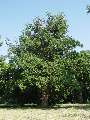 Quercus robur - dub letní - celá rostlina - 6.6.2003 - Lednice (BV) - zámecká zahrada směrem k Janohradu