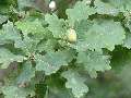 Quercus robur - dub letní - větev - 22.8.2003 - Lanžhot (BV) - okraj lesa u rezervace Rašpurk