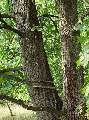 Quercus cerris - dub cer - kmen - 11.7.2003 - Břeclav (BV) - U Františkova rybníka