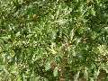 Quercus cerris - dub cer - větev - 11.7.2003 - Břeclav (BV) - U Františkova rybníka