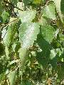 Betula pendula - bříza bělokorá - list - 21.9.2003 - Lanžhot (BV) - louka u zámečku Lány