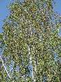 Betula pendula - bříza bělokorá - větev - 21.9.2003 - Lanžhot (BV) - louka u zámečku Lány